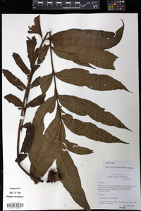 Tectaria repanda image