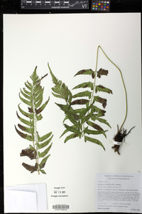 Diplazium unilobum image