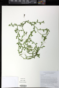 Selaginella plumosa image