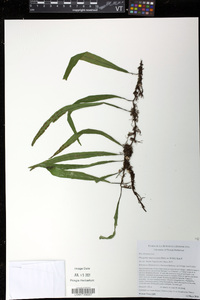 Pleopeltis macrocarpa image