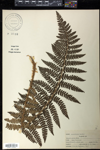 Polystichum braunii image