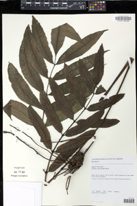 Danaea geniculata image