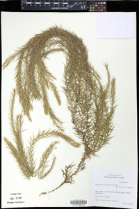 Phlegmariurus linifolius image