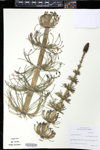Equisetum giganteum image