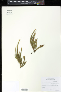Lycopodium contiguum image