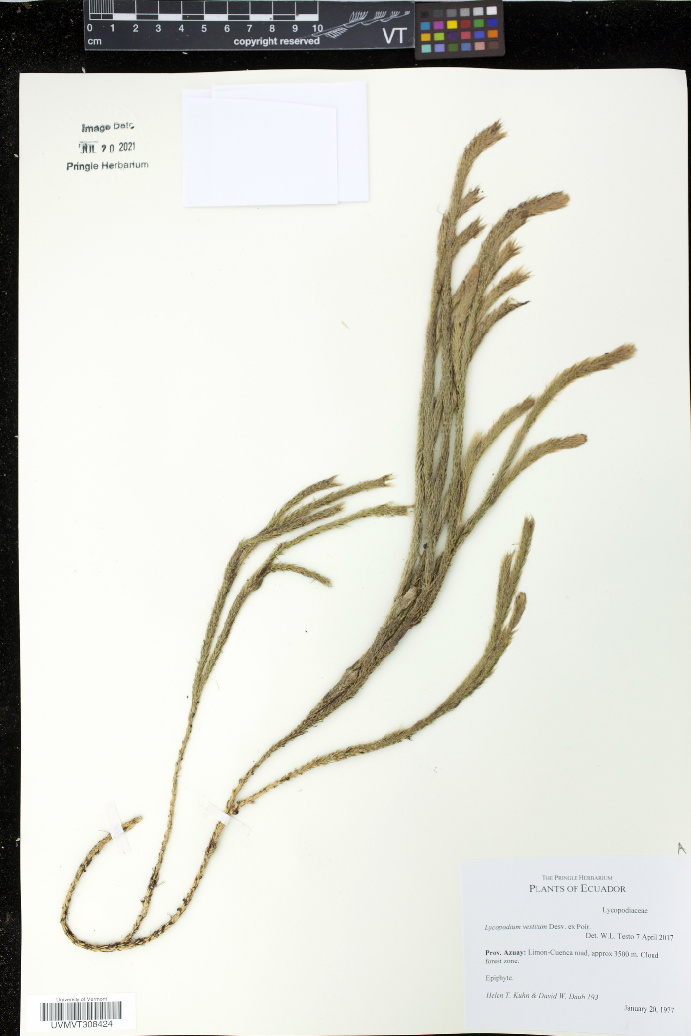 Lycopodium vestitum image