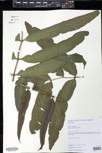 Danaea geniculata image