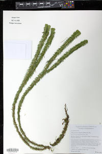Phlegmariurus sintenisii image