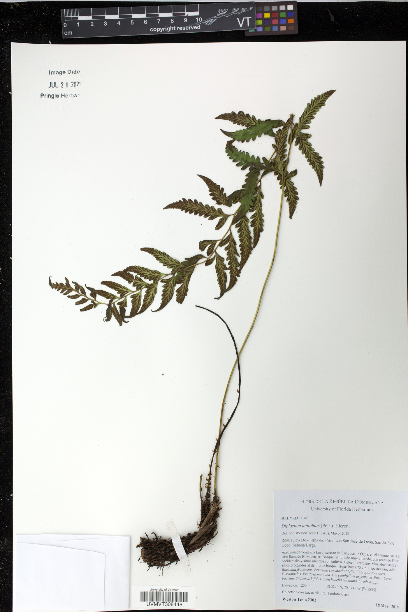 Diplazium unilobum image
