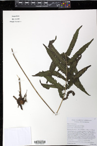 Goniopteris tetragona image