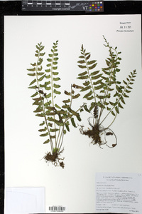 Asplenium auriculatum image