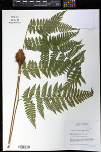 Ctenitis sloanei image