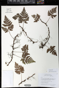 Davallia pusilla image