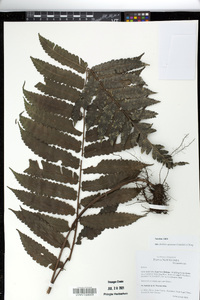 Bolbitis quoyana image
