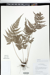 Arachniodes aristata image