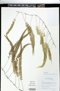 Lindsaea pulchella image