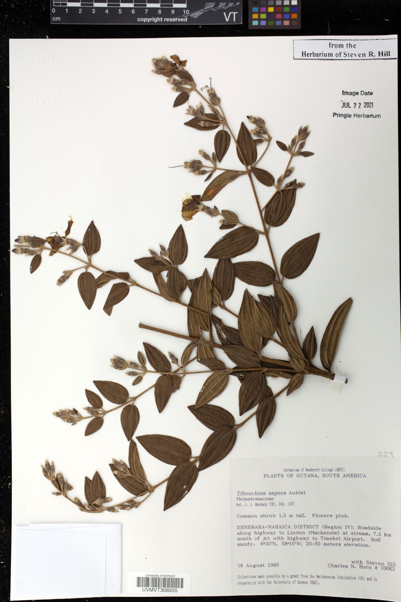 Tibouchina aspera image