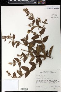 Media resource of Tibouchina aspera