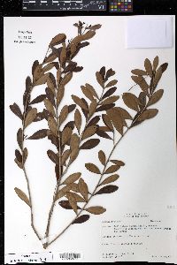 Eugenia foetida image