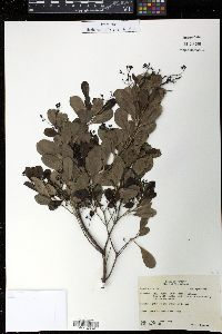 Guapira discolor image
