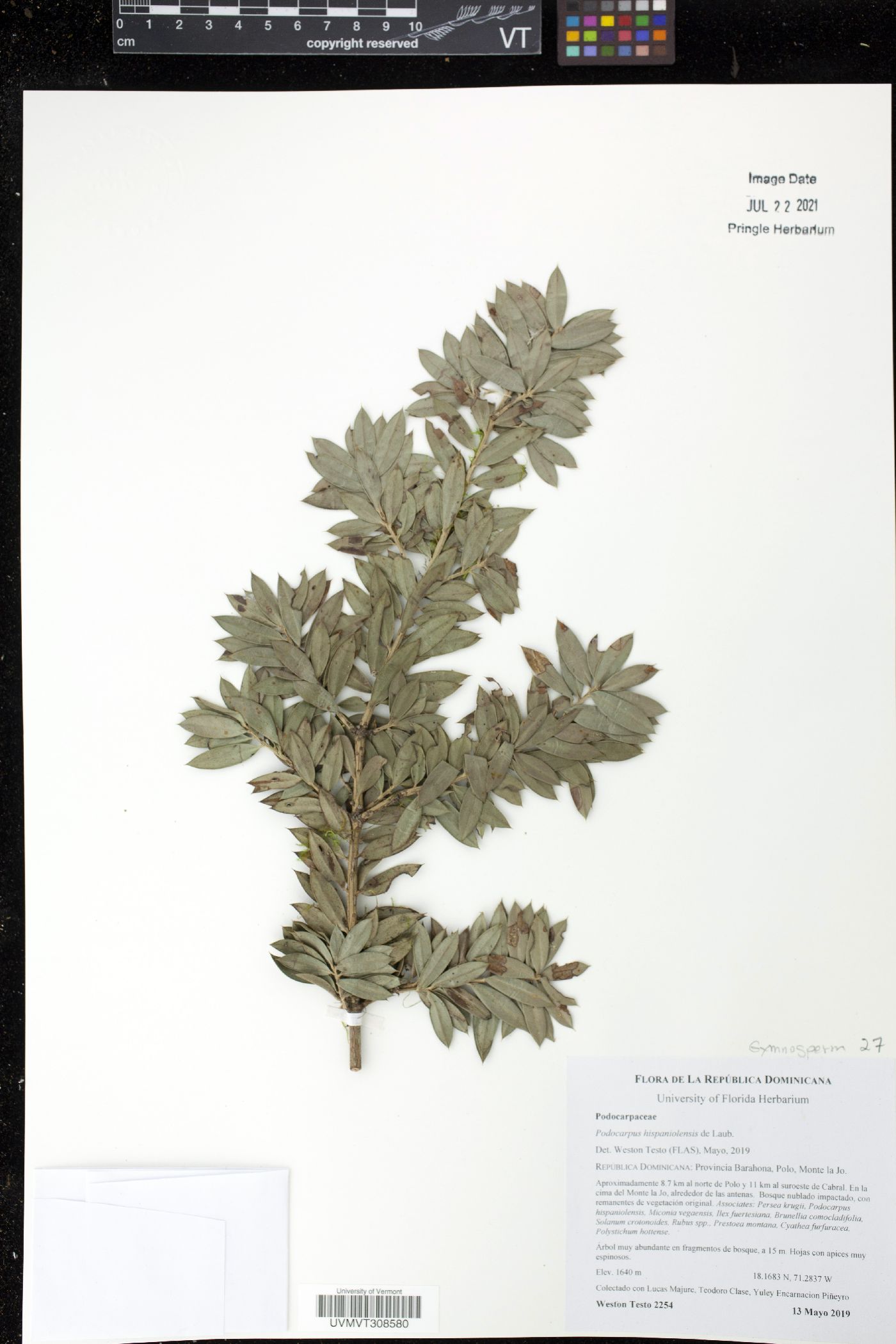 Podocarpus hispaniolensis image