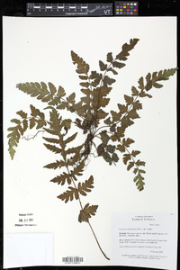Tectaria coriandrifolia image
