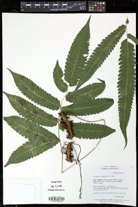 Goniopteris tetragona image