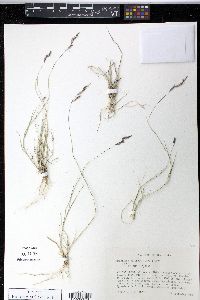 Bouteloua eriopoda image