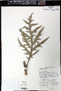 Silphium laciniatum image