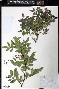Rosa virginiana image