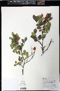 Rosa virginiana image