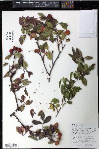 Rosa virginiana image