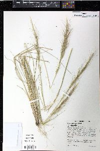 Achnatherum occidentale image