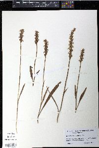 Spiranthes arcisepala image