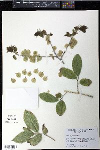Ulmus procera image