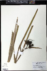 Sparganium fluctuans image