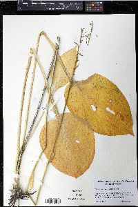 Hosta ventricosa image