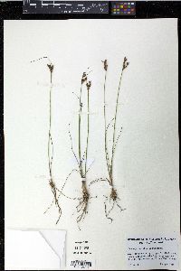 Juncus greenei image