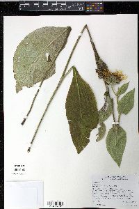 Inula helenium image