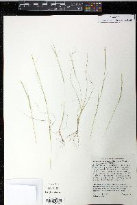 Sporobolus vaginiflorus image