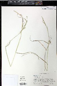 Poa alsodes image