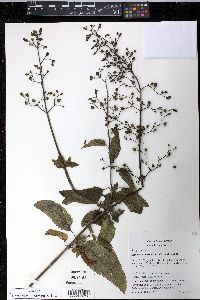 Scrophularia californica image