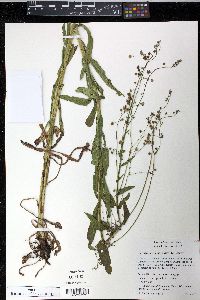 Hackelia micrantha image