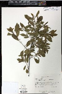 Frangula alnus image