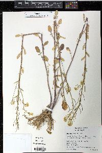 Barbarea orthoceras image