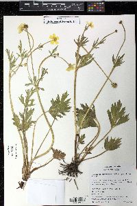 Ranunculus orthorhynchus var. platyphyllus image