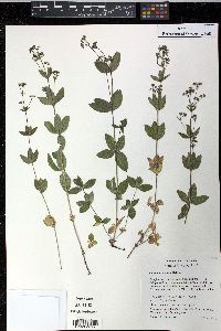 Galium oreganum image