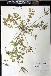 Erodium moschatum image