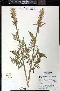 Pedicularis bracteosa var. flavida image
