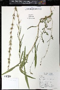 Lactuca saligna image
